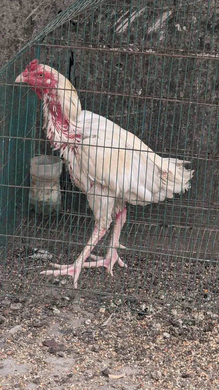 White Heera Aseel / Paper White Aseel Murgha, Murghiyan & Chicks for — photo 6