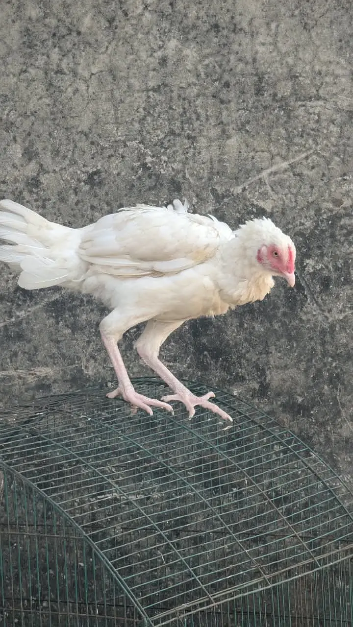 White Heera Aseel / Paper White Aseel Murgha, Murghiyan & Chicks for — photo 7