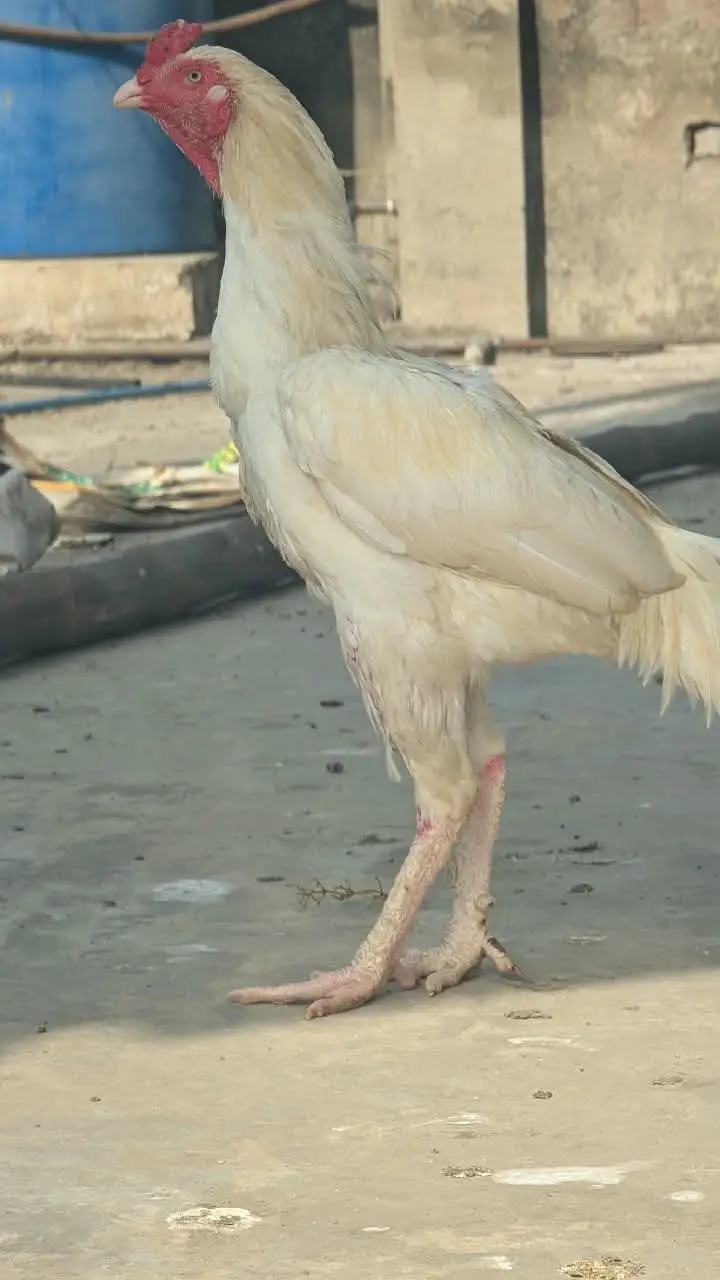 White Heera Aseel / Paper White Aseel Murgha, Murghiyan & Chicks for — photo 8