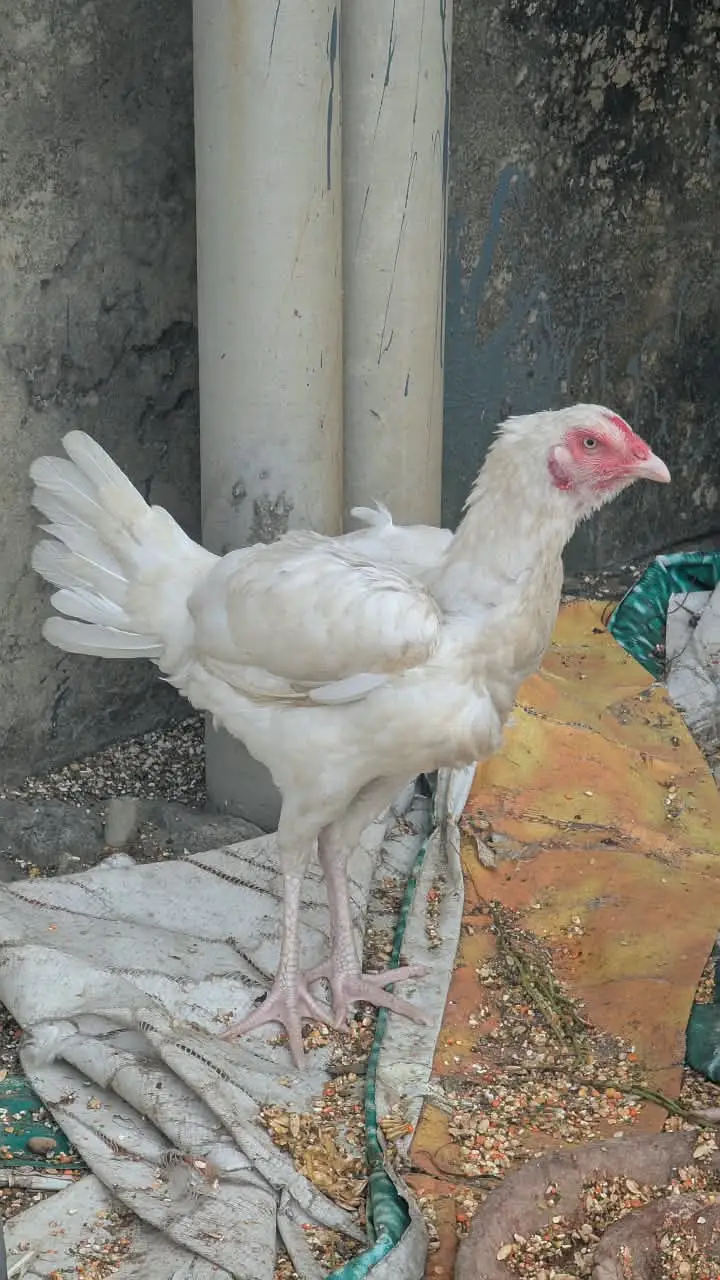 White Heera Aseel / Paper White Aseel Murgha, Murghiyan & Chicks for — photo 9