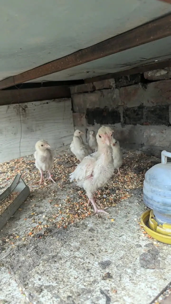 White Heera Aseel / Paper White Aseel Murgha, Murghiyan & Chicks for — photo 10