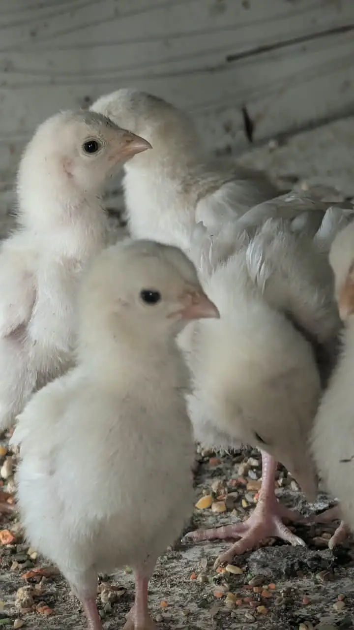 White Heera Aseel / Paper White Aseel Murgha, Murghiyan & Chicks for — photo 11