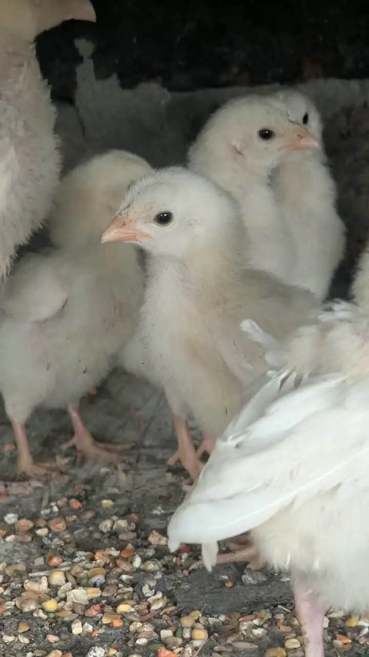 White Heera Aseel / Paper White Aseel Murgha, Murghiyan & Chicks for — photo 12