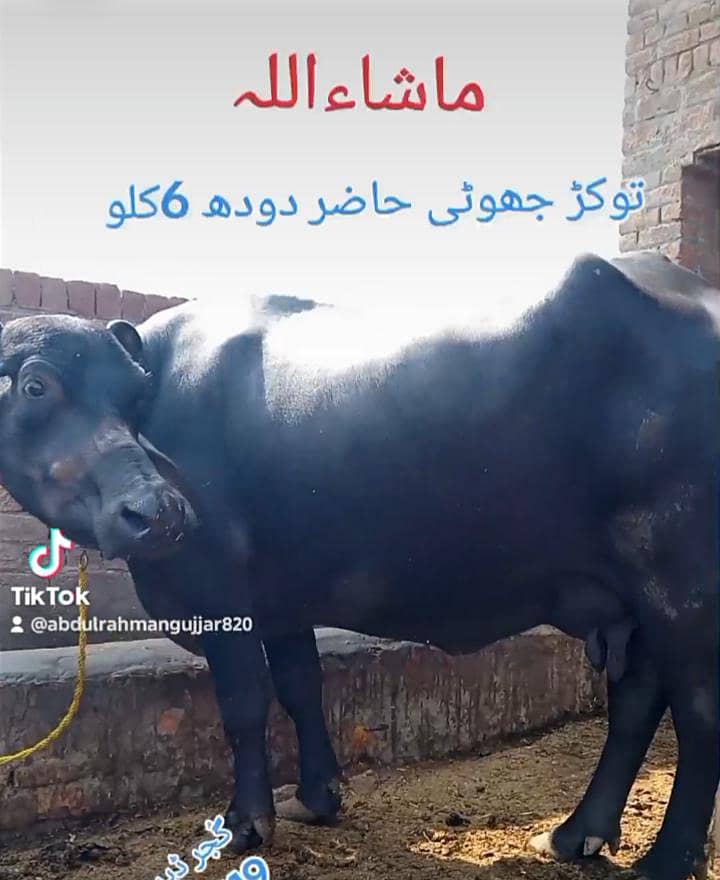 ٹوکر جھوٹی 2