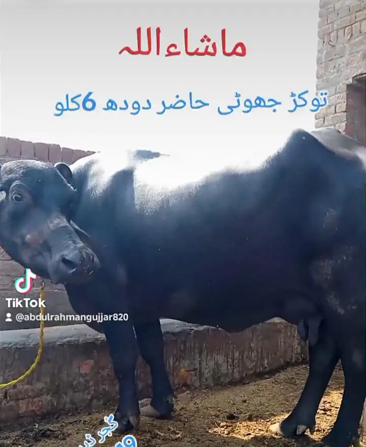ٹوکر جھوٹی — photo 3