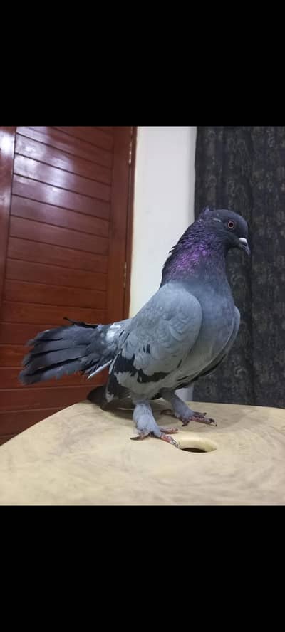 beautiful lakka black  [ hand tamed ]