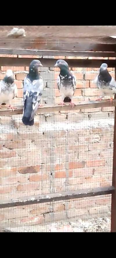 breedar Birds