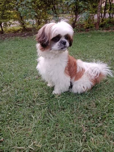 Male Shih Tzu