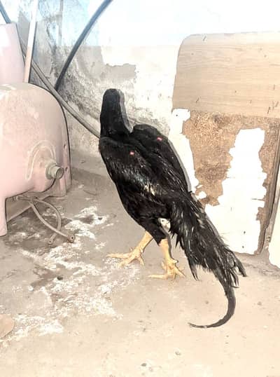Black o shamo pair