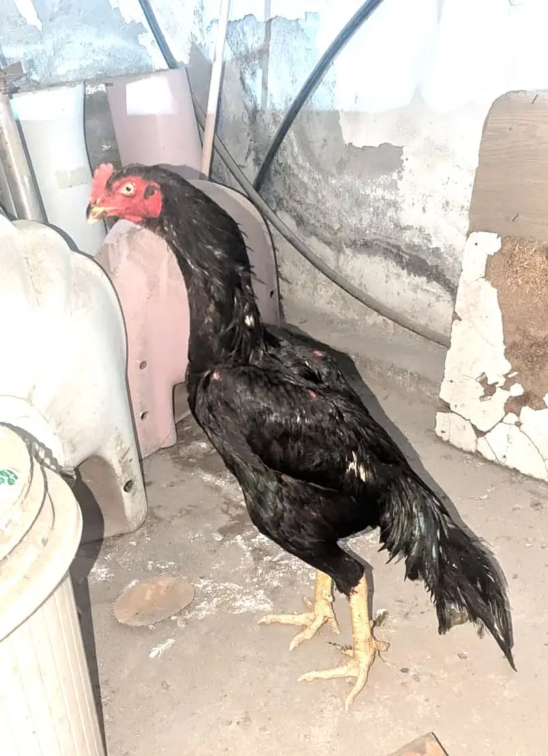 Black o shamo pair — photo 2