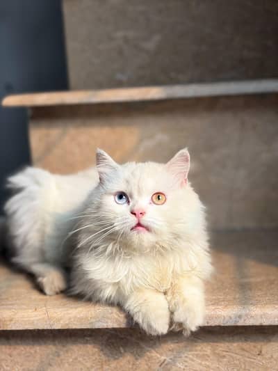 Persian kitten for sale