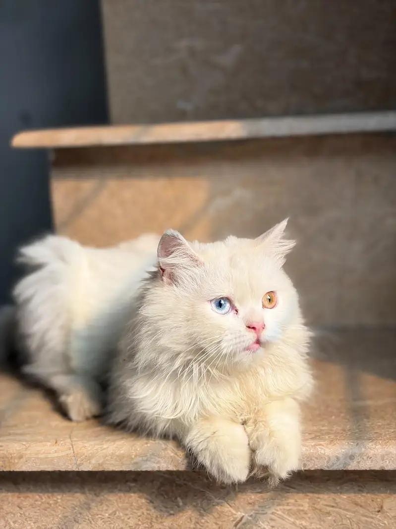 Persian kitten for sale — photo 2