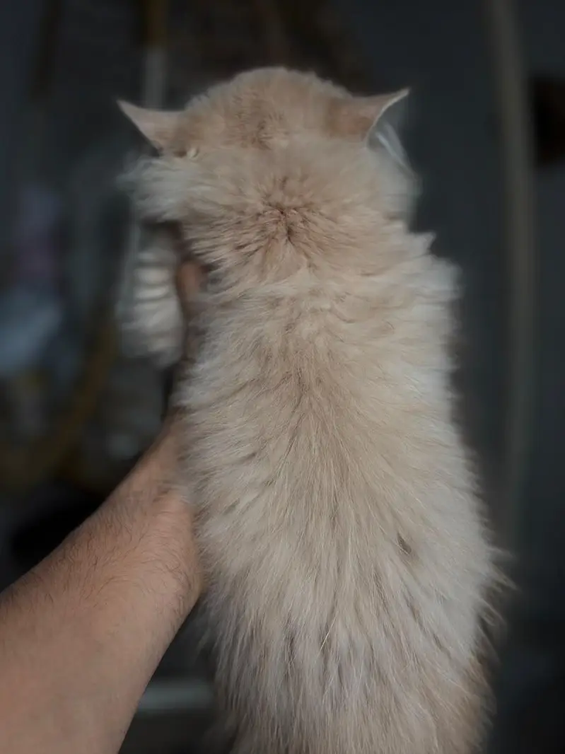 Persian kitten for sale — photo 3