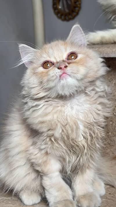 Persian kitten for sale