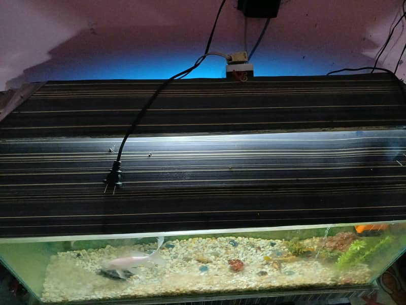 Fish Acqurium 0