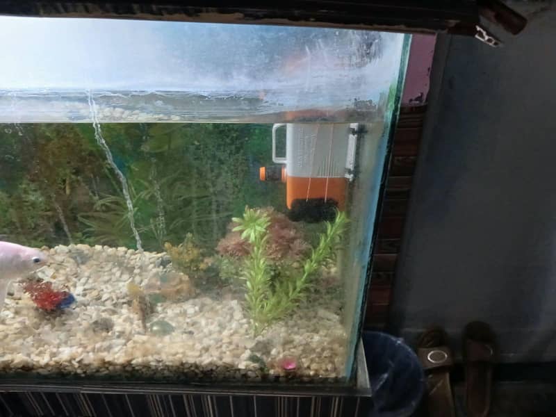 Fish Acqurium 2