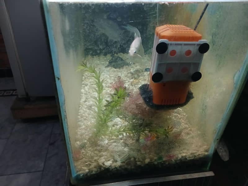 Fish Acqurium 4