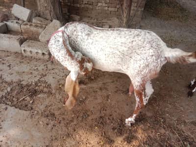 makhi cheni bakri bobat nayab h
