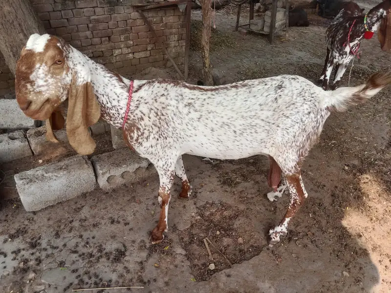 makhi cheni bakri bobat nayab h — photo 2