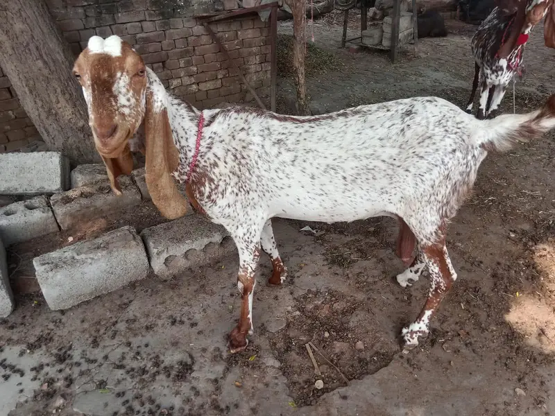 makhi cheni bakri bobat nayab h — photo 3