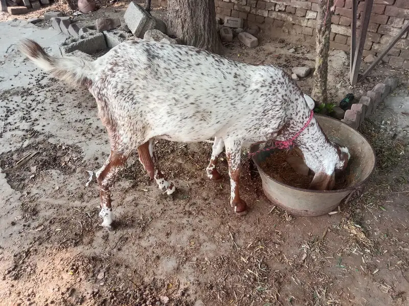 makhi cheni bakri bobat nayab h — photo 4
