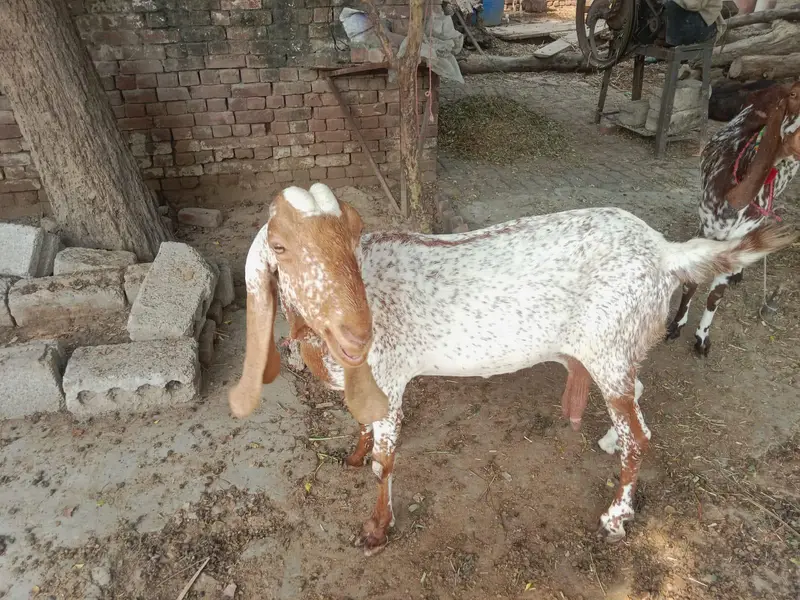 makhi cheni bakri bobat nayab h — photo 5