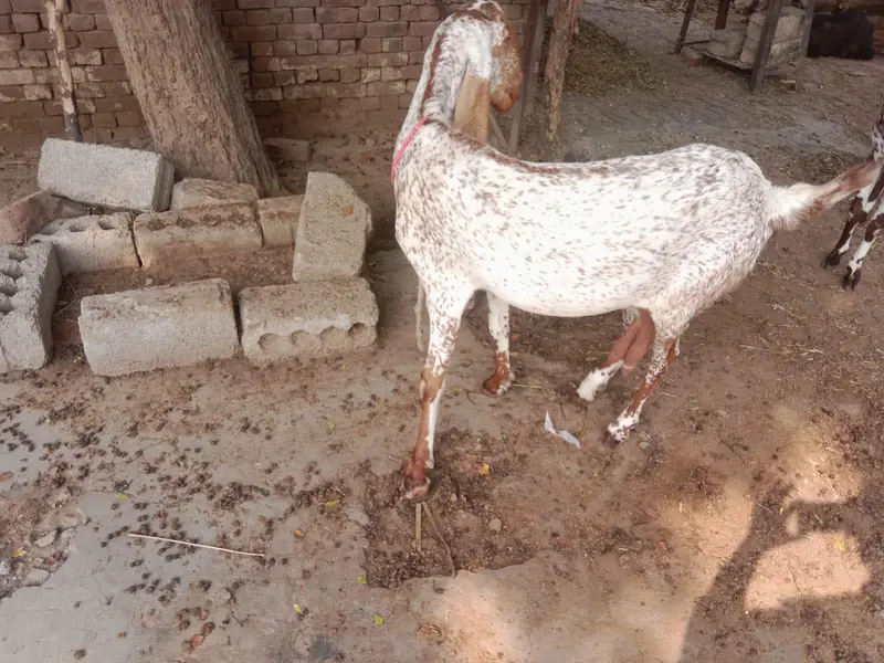 makhi cheni bakri bobat nayab h — photo 6