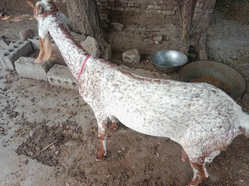 makhi cheni bakri bobat nayab h — photo 7