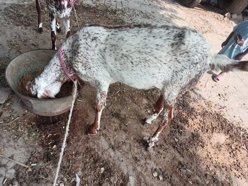 makhi cheni bakri bobat nayab h — photo 8