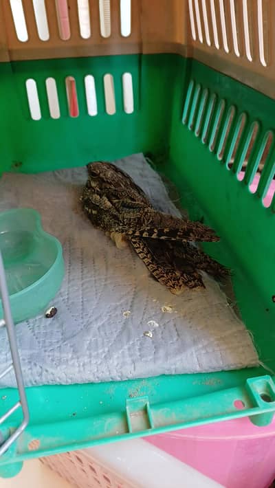 nightjar bird