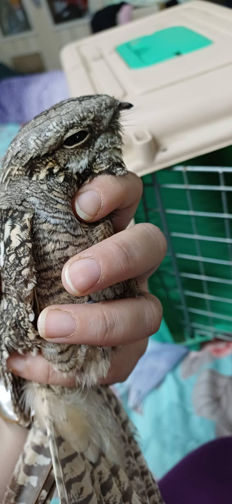 nightjar bird 1