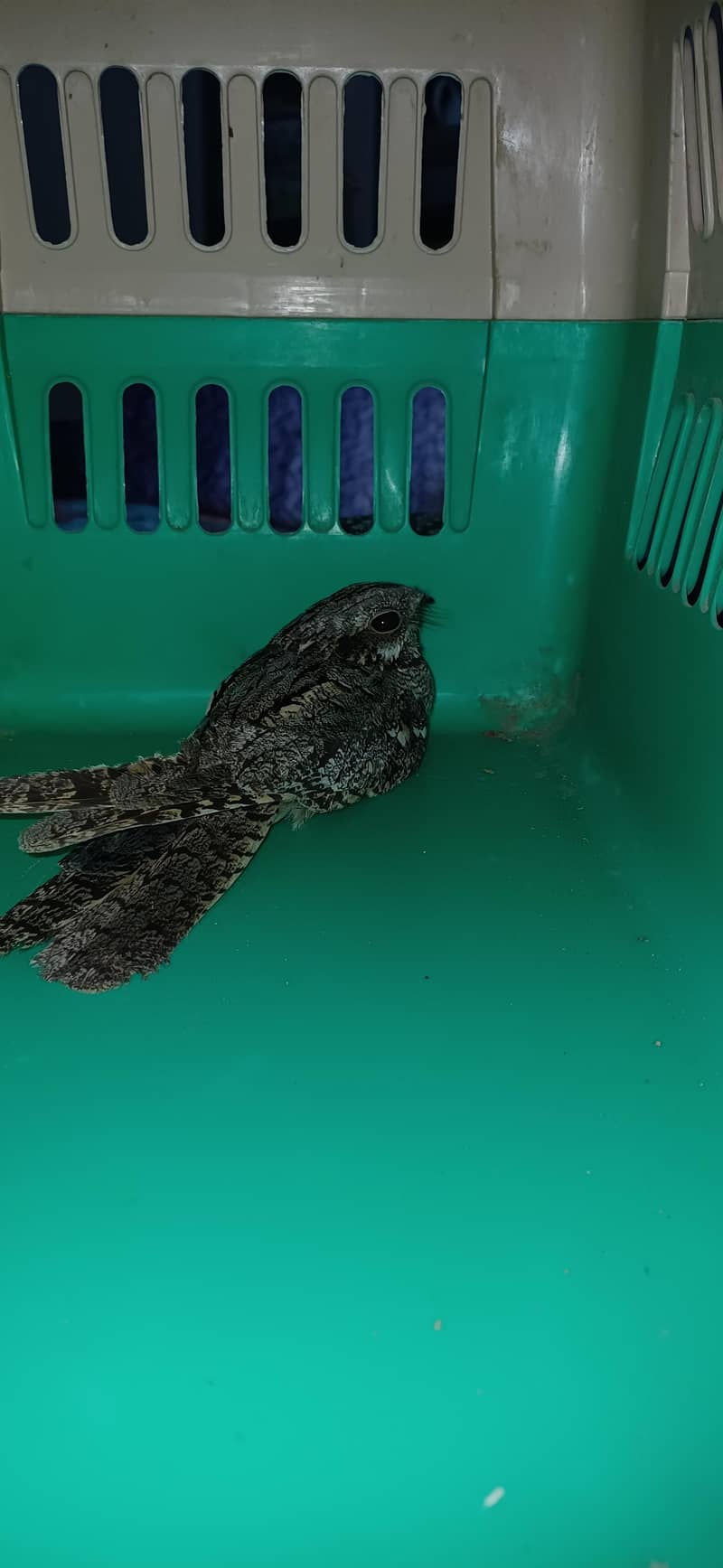 nightjar bird 2