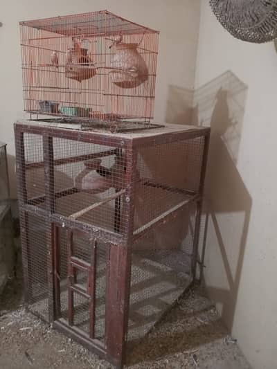 Cage Lovebirds 03*21*24*729*81*