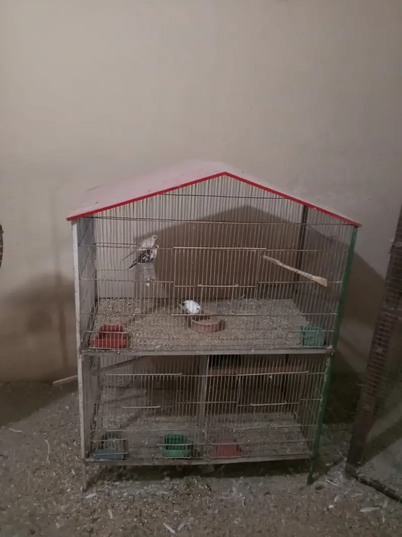 Cage Lovebirds 03*21*24*729*81* — photo 2