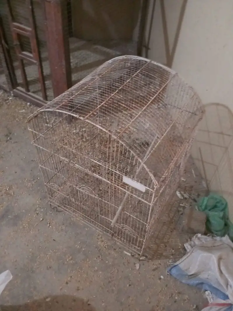Cage Lovebirds 03*21*24*729*81* — photo 3