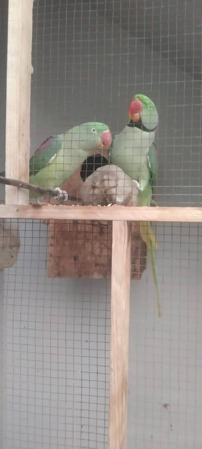 Kashmiri Raw parrots
