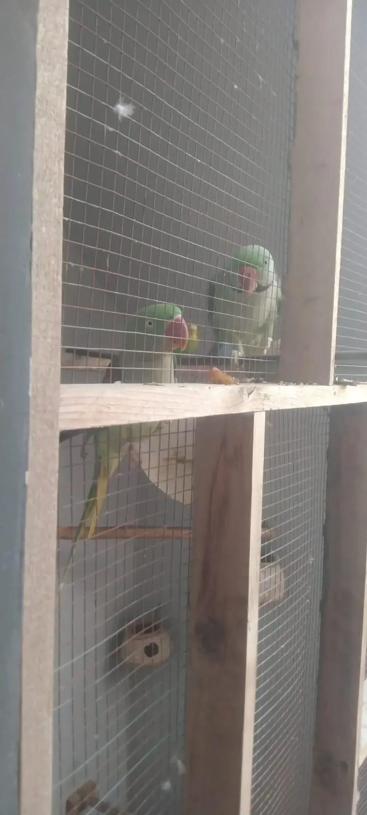 Kashmiri Raw parrots — photo 2