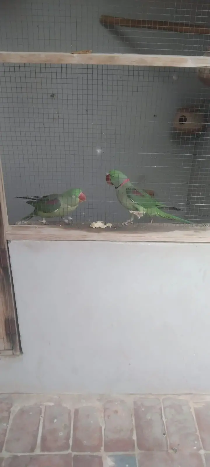 Kashmiri Raw parrots — photo 3