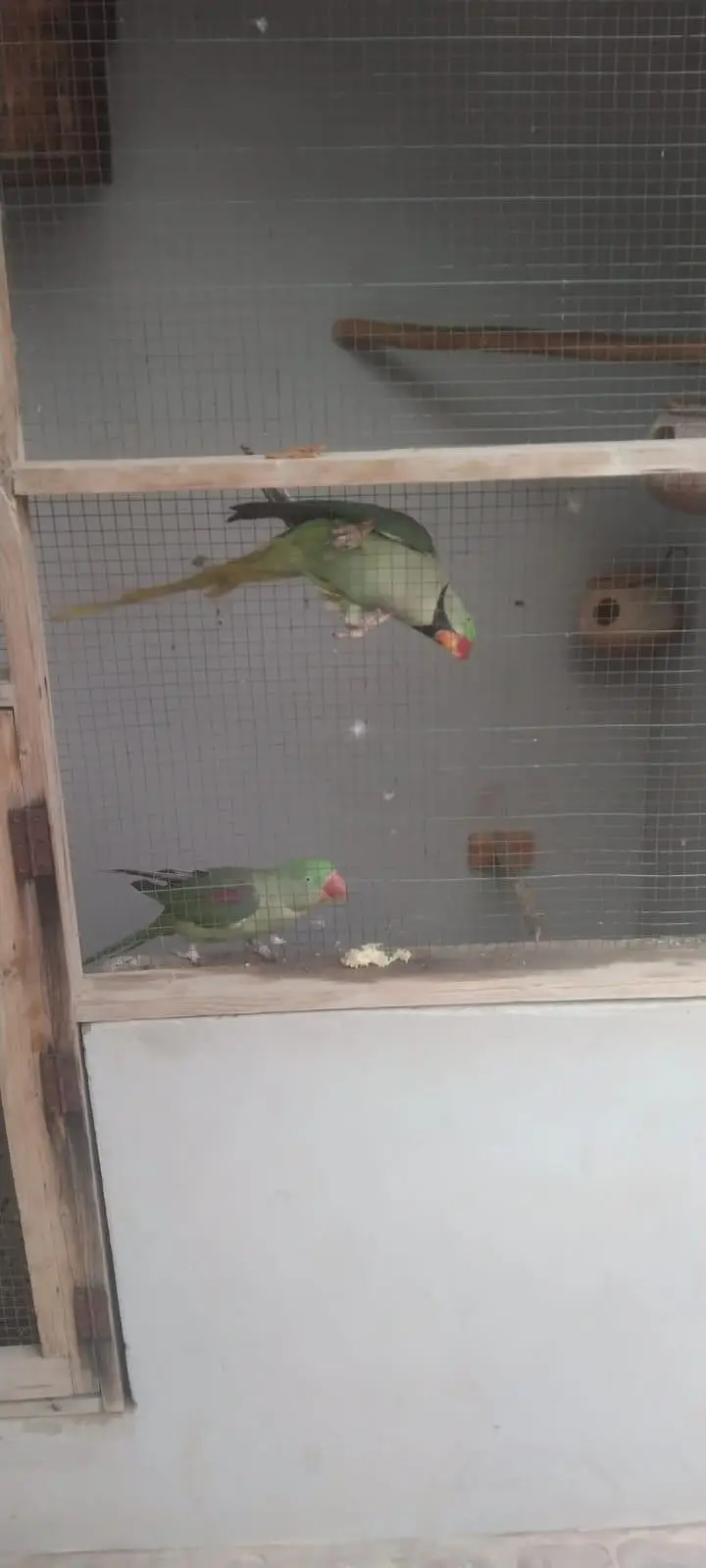 Kashmiri Raw parrots — photo 4