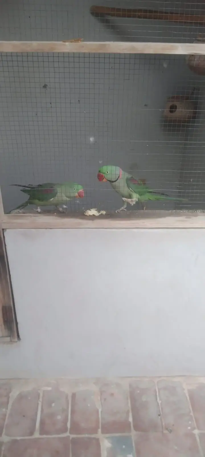 Kashmiri Raw parrots — photo 5