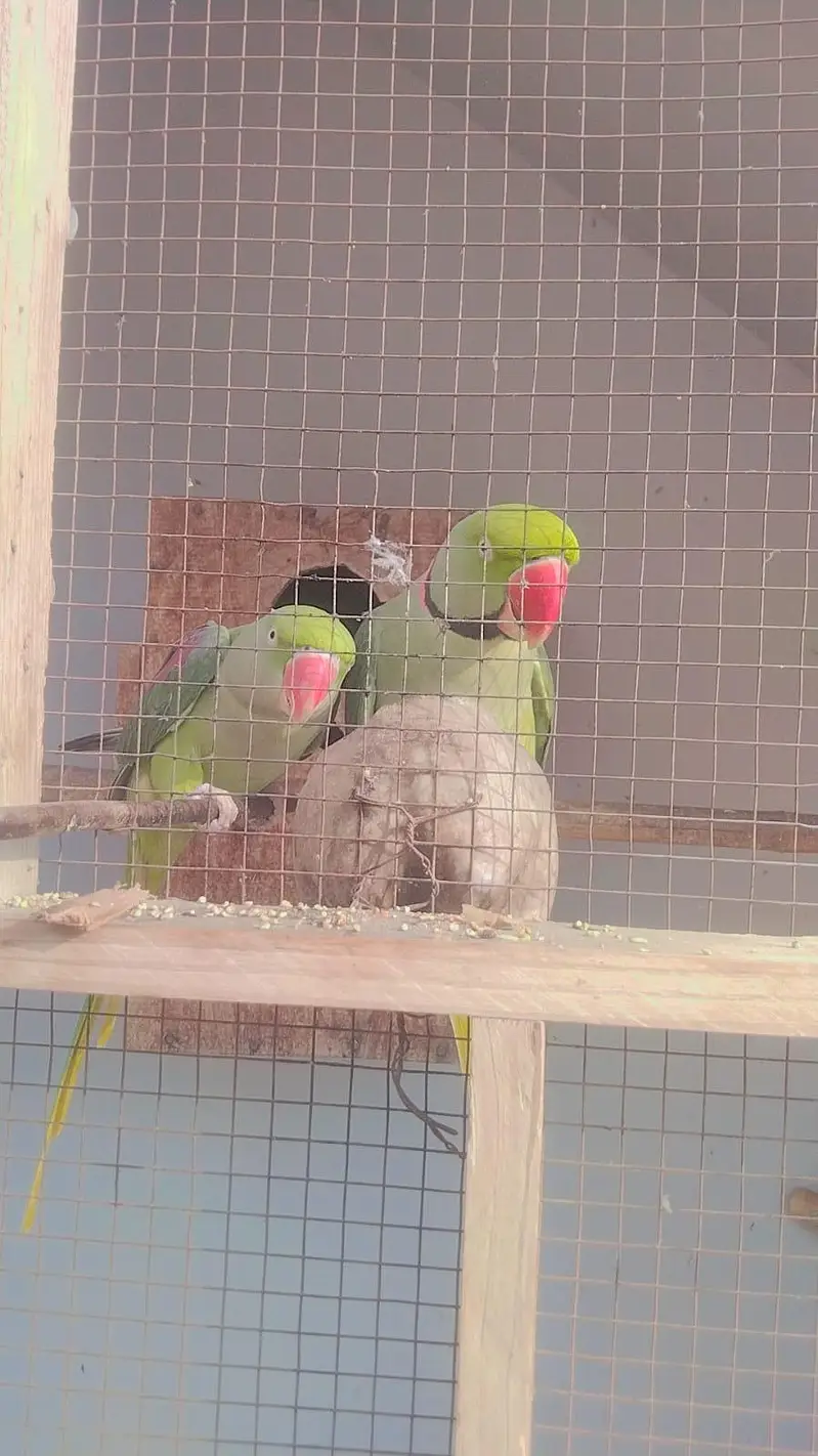 Kashmiri Raw parrots — photo 6