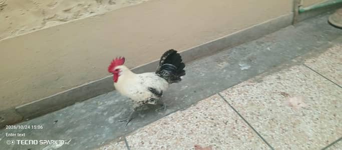 ghr ka pulla howa murgha