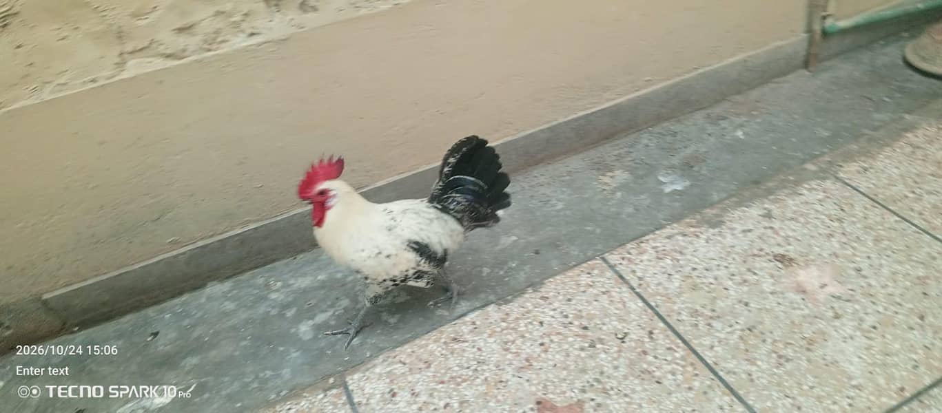 ghr ka pulla howa murgha 0