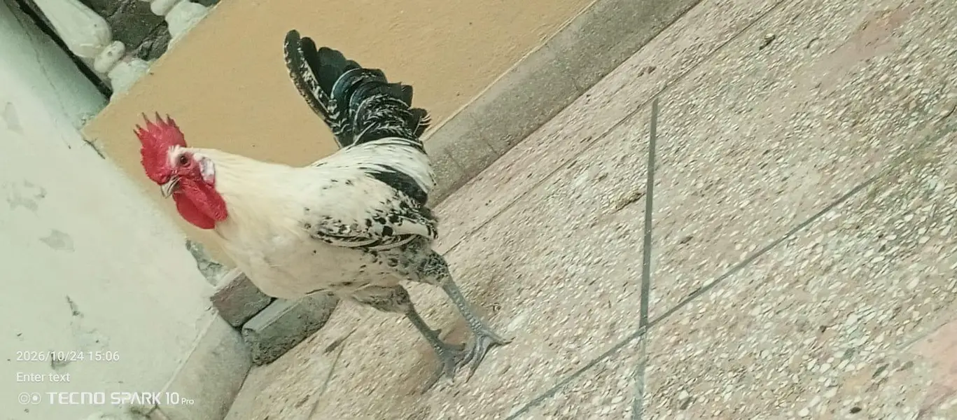 ghr ka pulla howa murgha — photo 2
