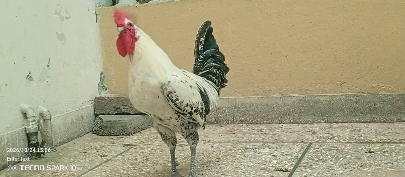 ghr ka pulla howa murgha 2