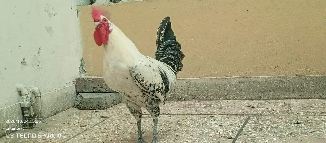 ghr ka pulla howa murgha — photo 3