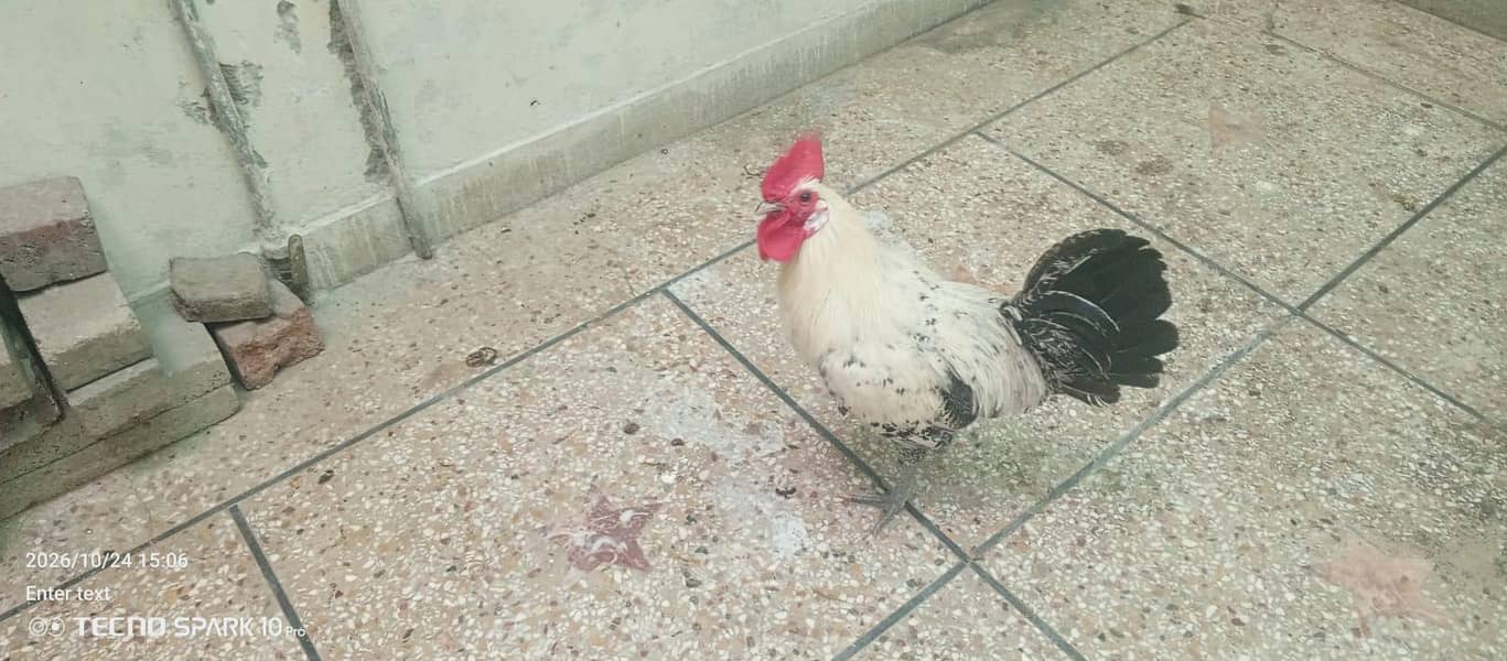 ghr ka pulla howa murgha 3