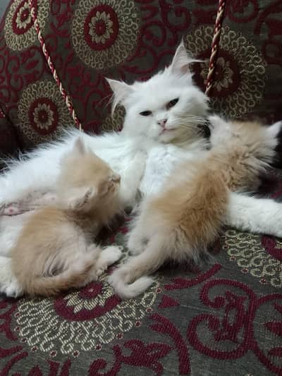 Persian double coated mother cat with 2 male kitten
