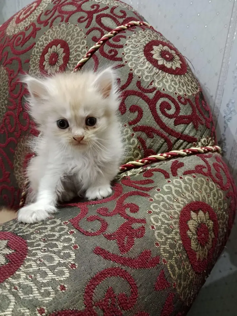 Persian double coated mother cat with 2 male kitten — photo 2