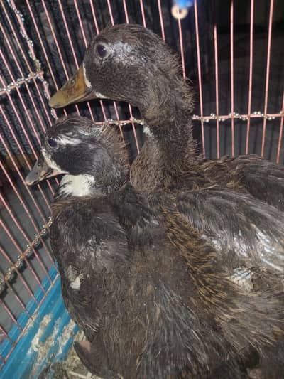 ducks for sale